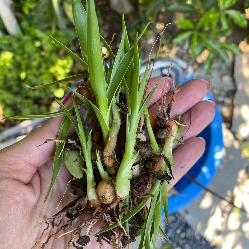 Dragon’s Blood Seedlings 🌱 and Seeds